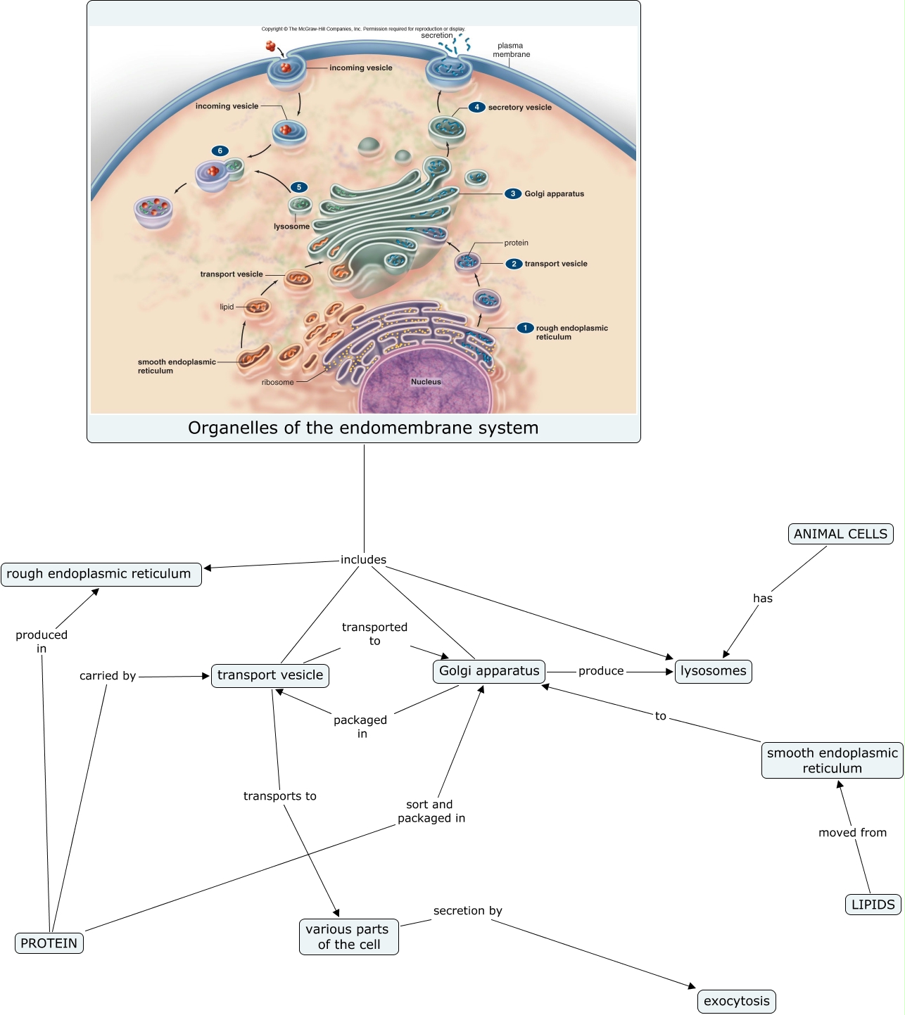 endomembrane system